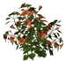 Цветы в PNG