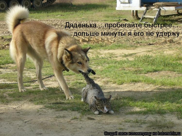 Я ничего плохого не делаю. Весёлые картинки с надписями. Приколы картинки с надписями. Юмор в картинках и фотографиях с надписями. Юмор с животными с надписями.