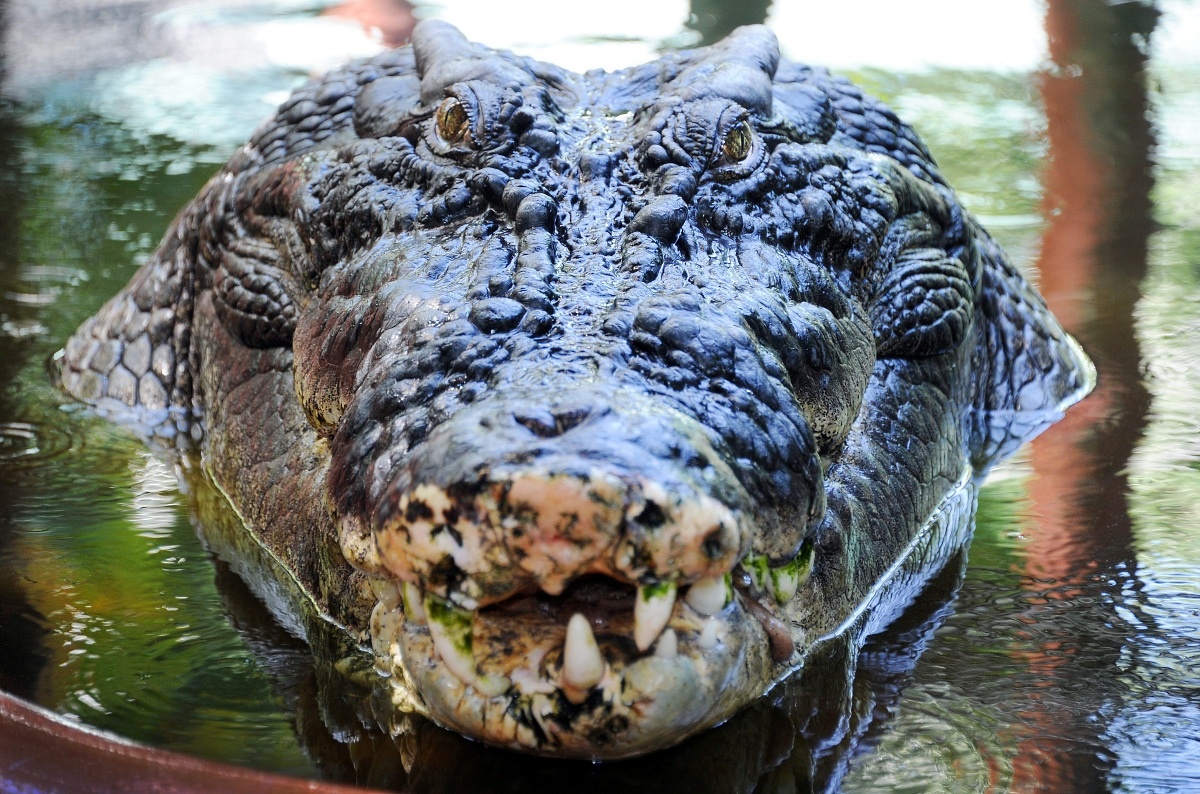 Самый большой аллигатор. Гребнистый крокодил Кассиус. Гребнистый крокодил самый большой. Кассиус клей самый большой крокодил.